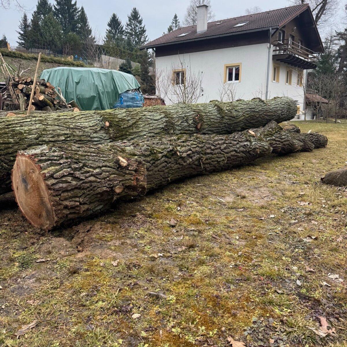 Dubová kulatina na řezivo - dubové kmeny