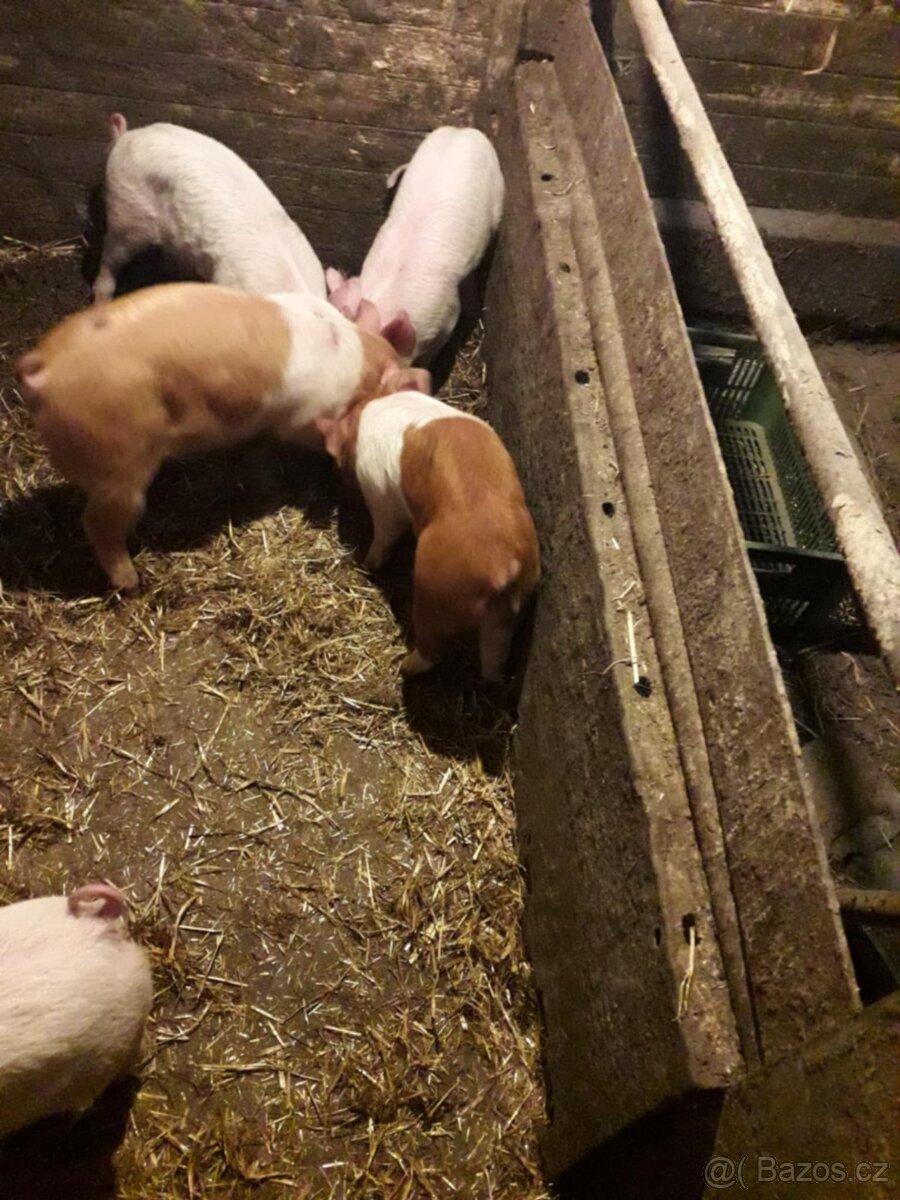 Prodám selata