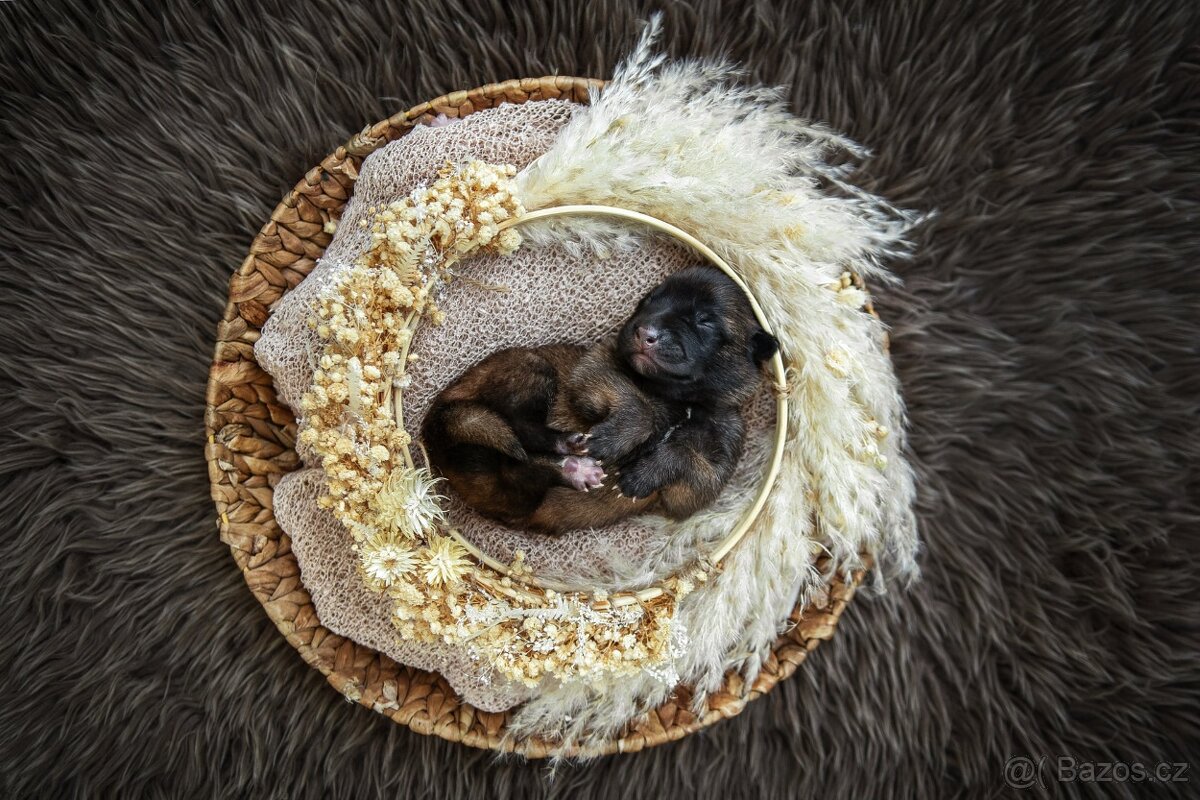 Belgický ovčák malinois s PP