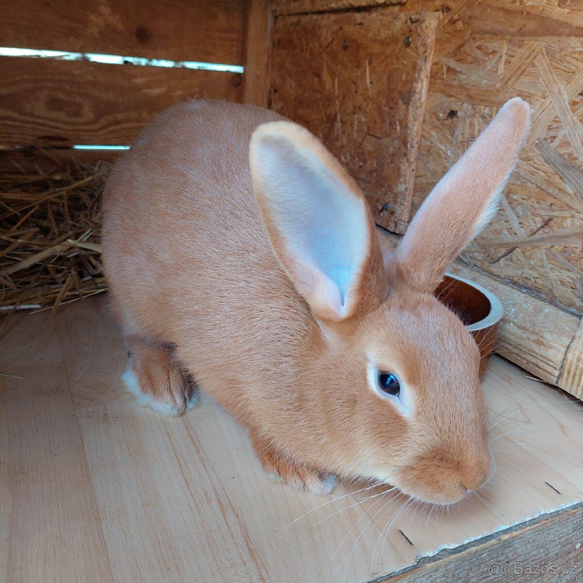 Samičky BU na chov