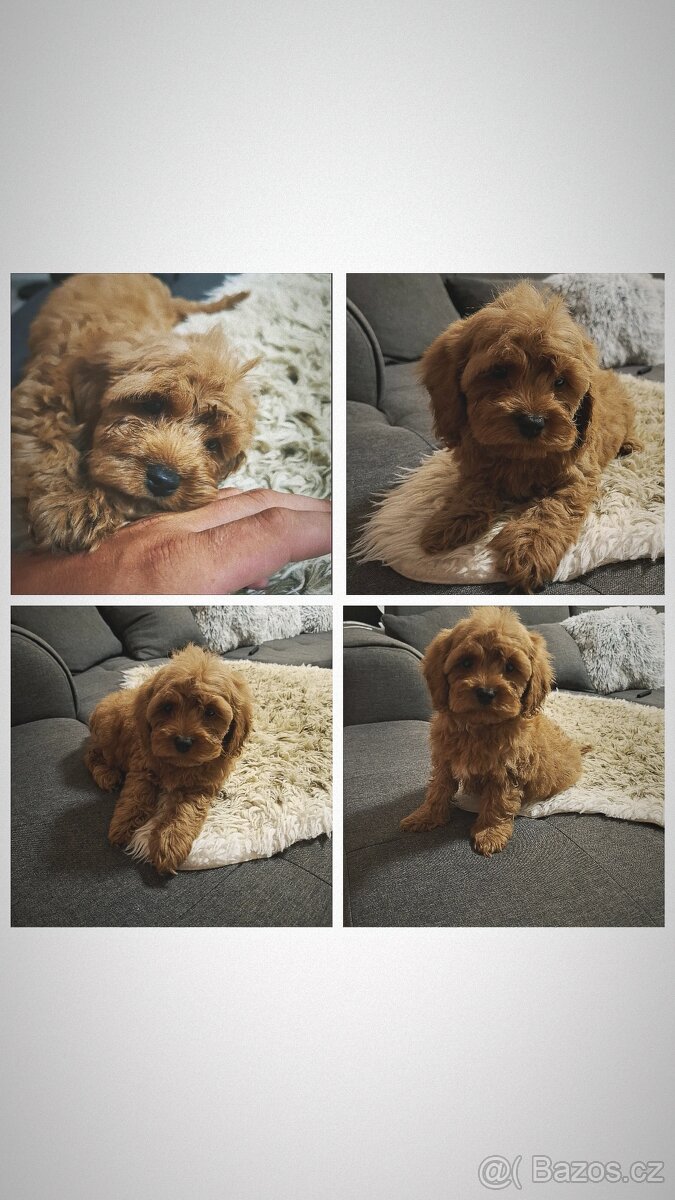 Cavapoo