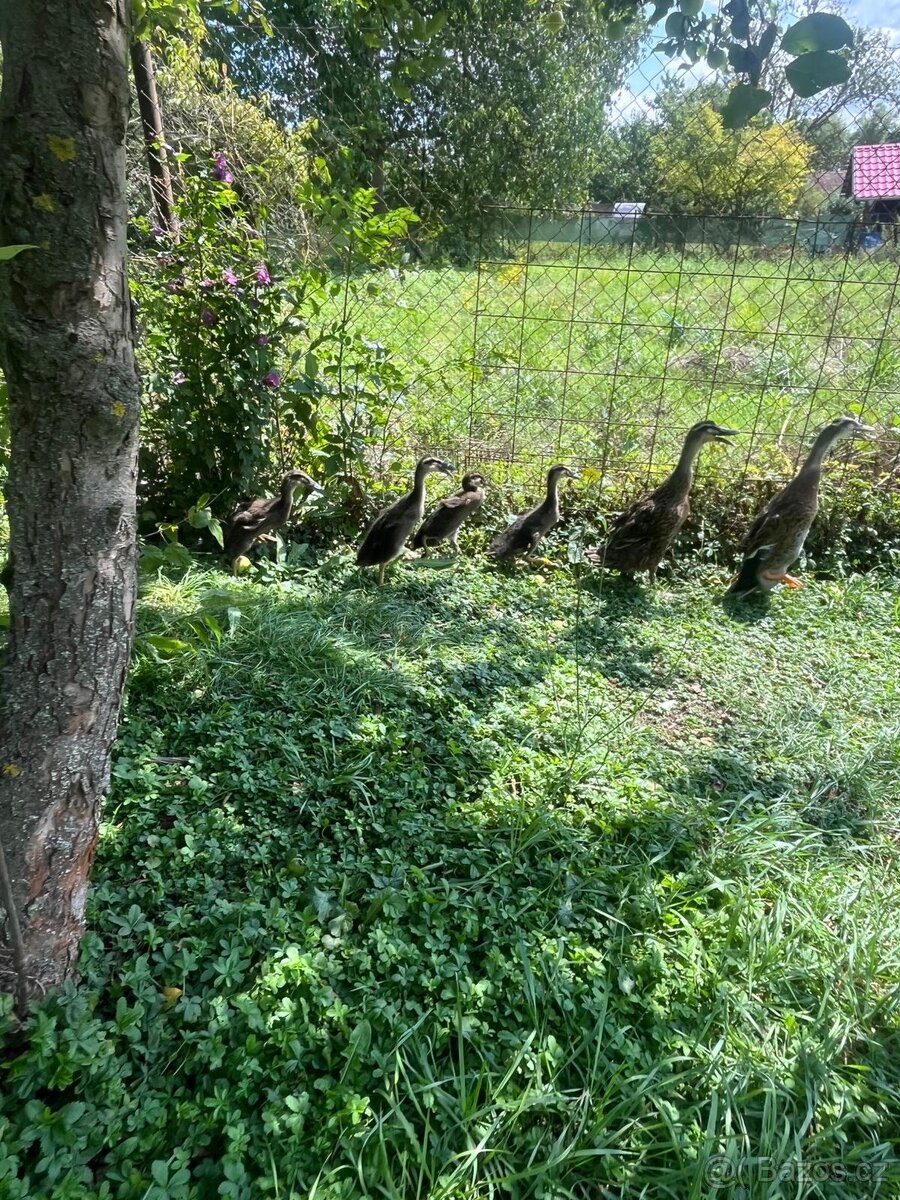 Indický běžec