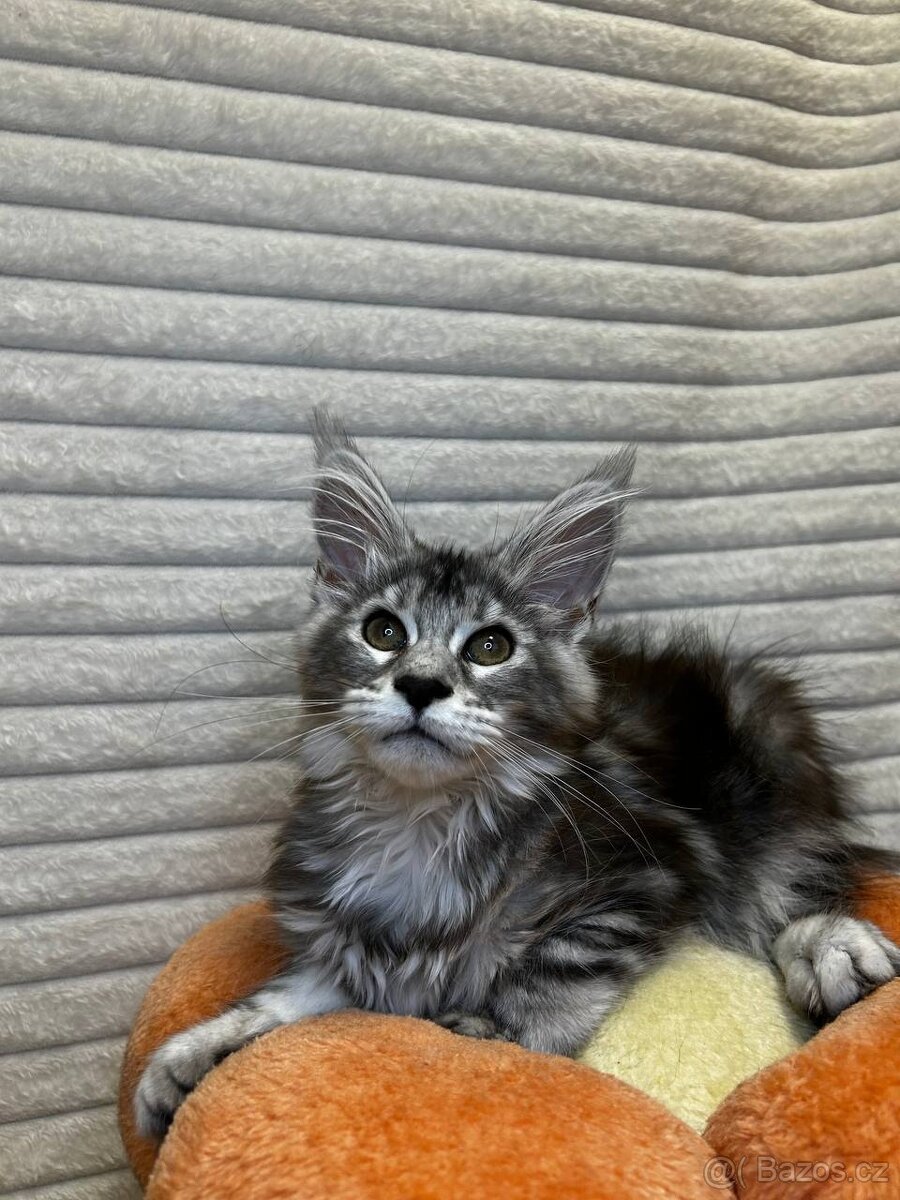 Maciatko maine coon s PP s PP MeriHor