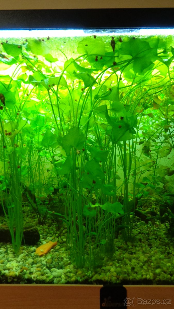 Akvarijní rostliny  Ludwigia, Douška Růžkatec