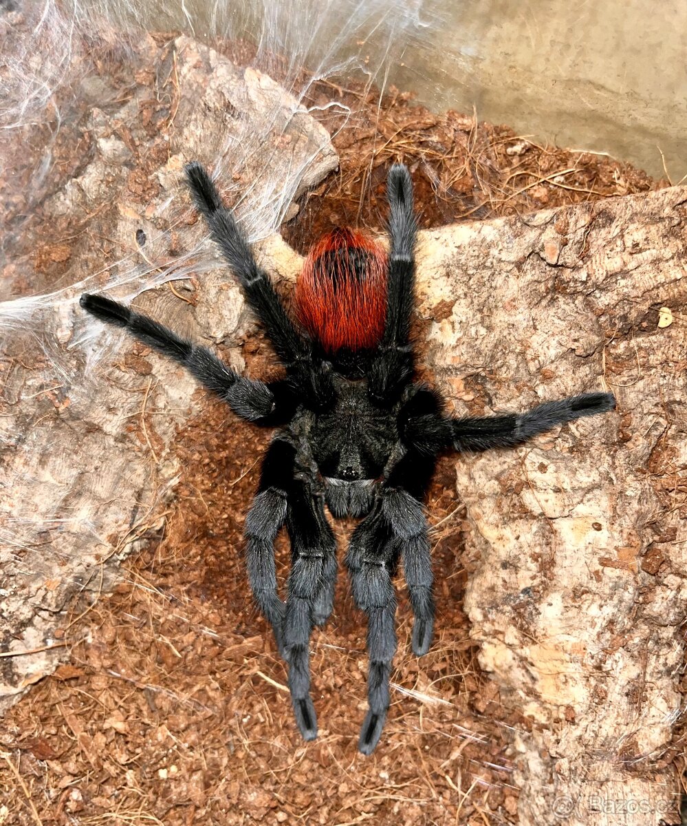 Tliltocatl Kahlenbergi - Samec