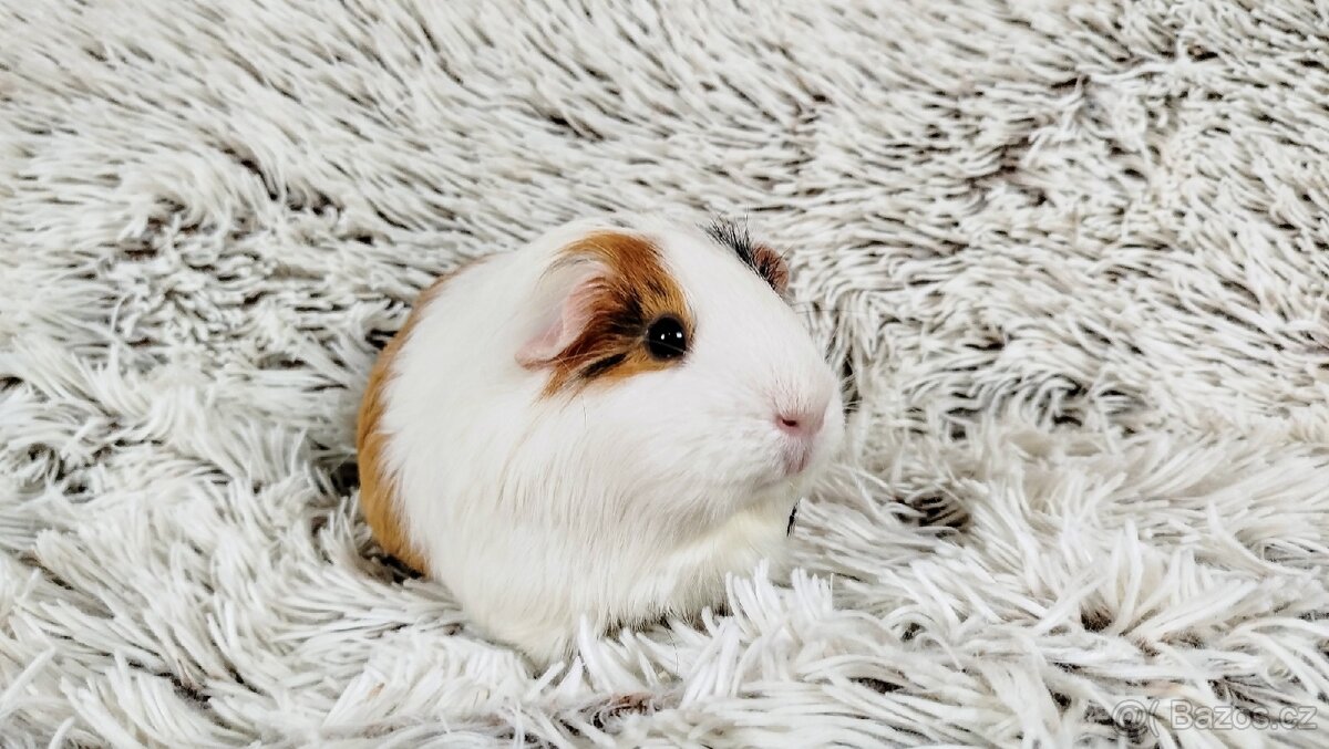 Morče, Morčátko, Morčátka, Morčata - BETTY