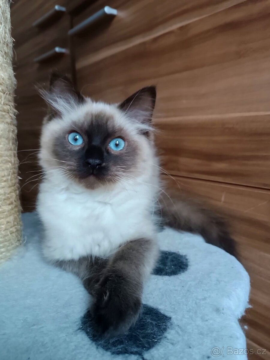 Ragdoll kocourek