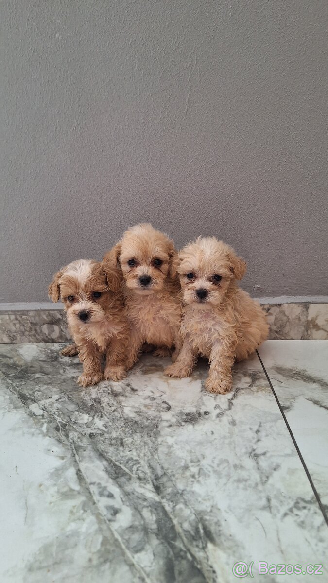 Maltipoo