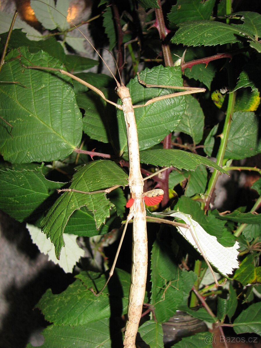 Phaenopharos khaoyaiensis