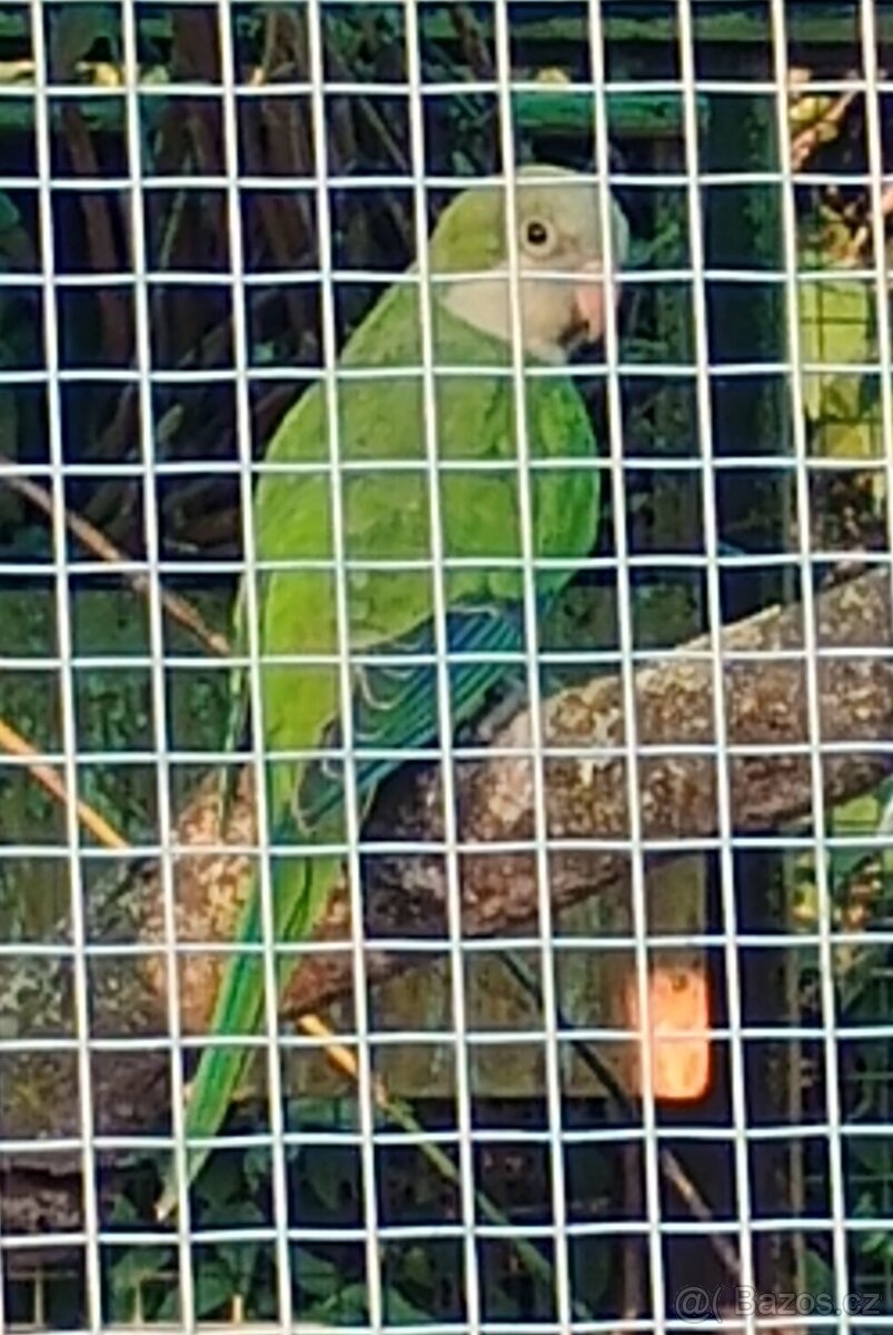 Mníšek šedý