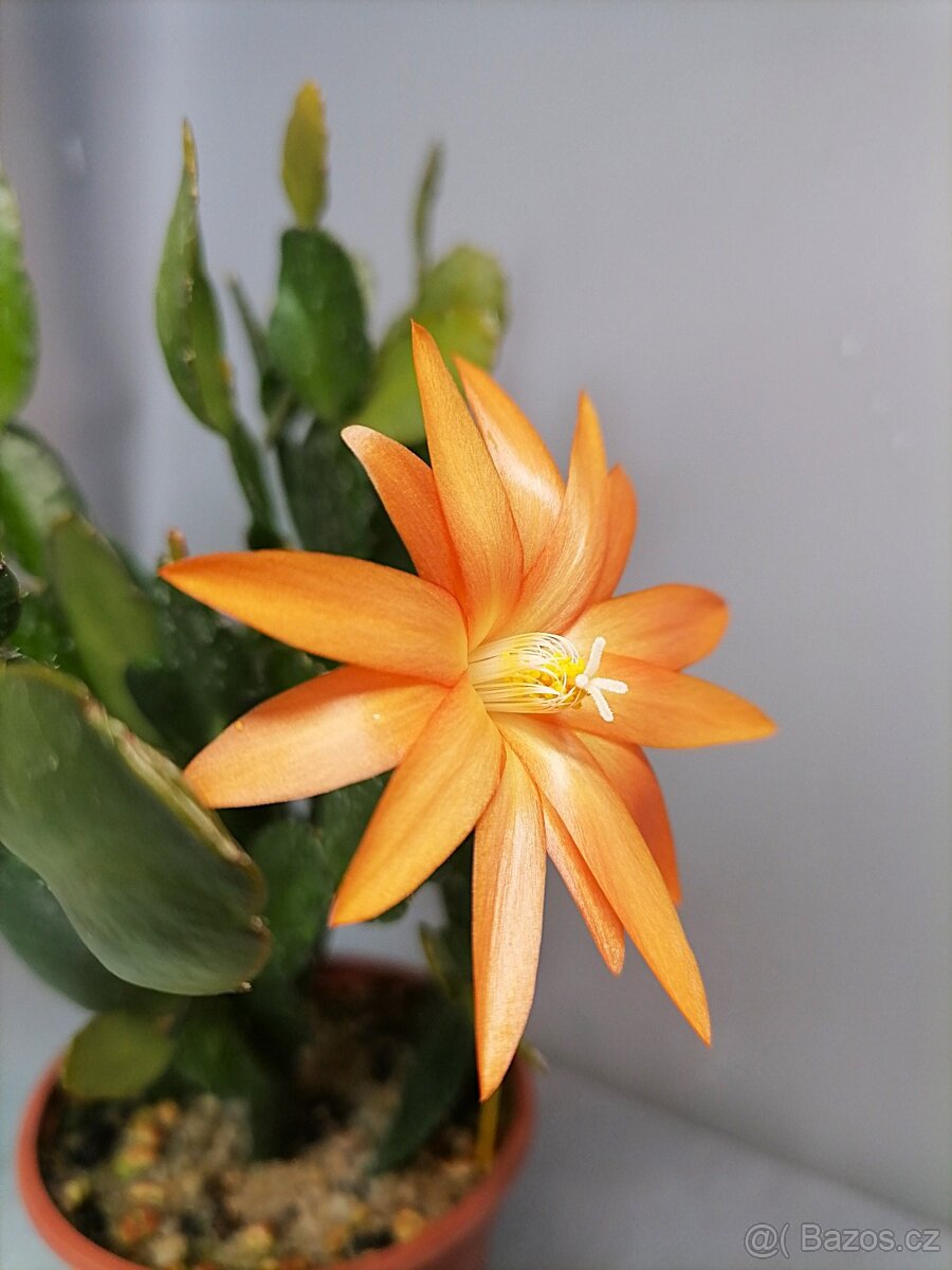 Schlumbergera - Velikonoční kaktus: Nevada (řízek)