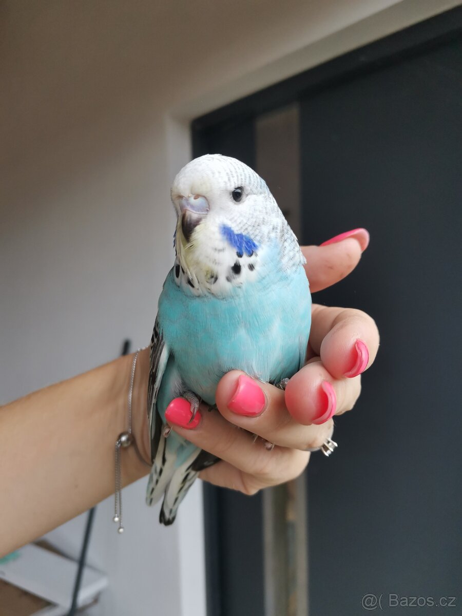 Andulka