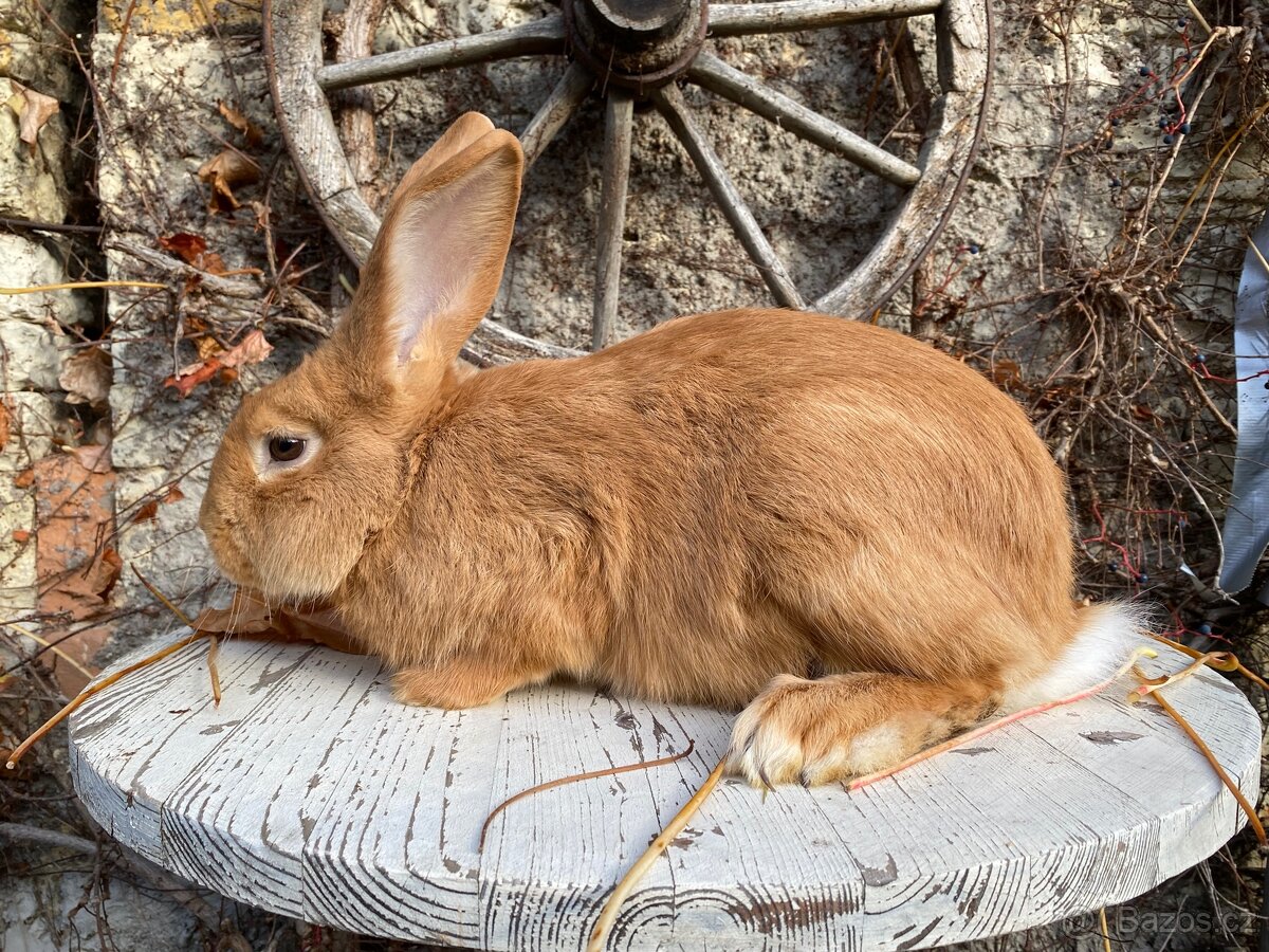 Burgundský králík