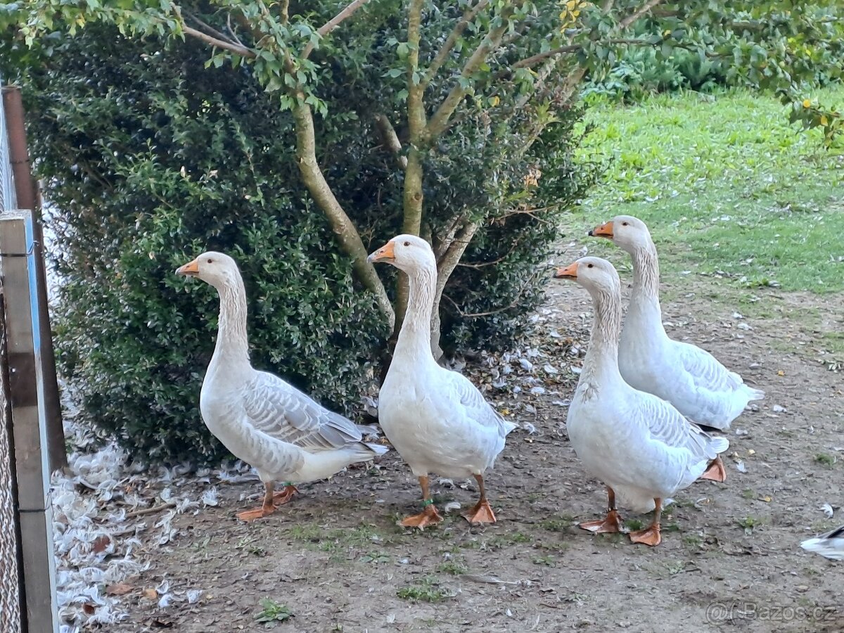 Husy Štajnbašské modré