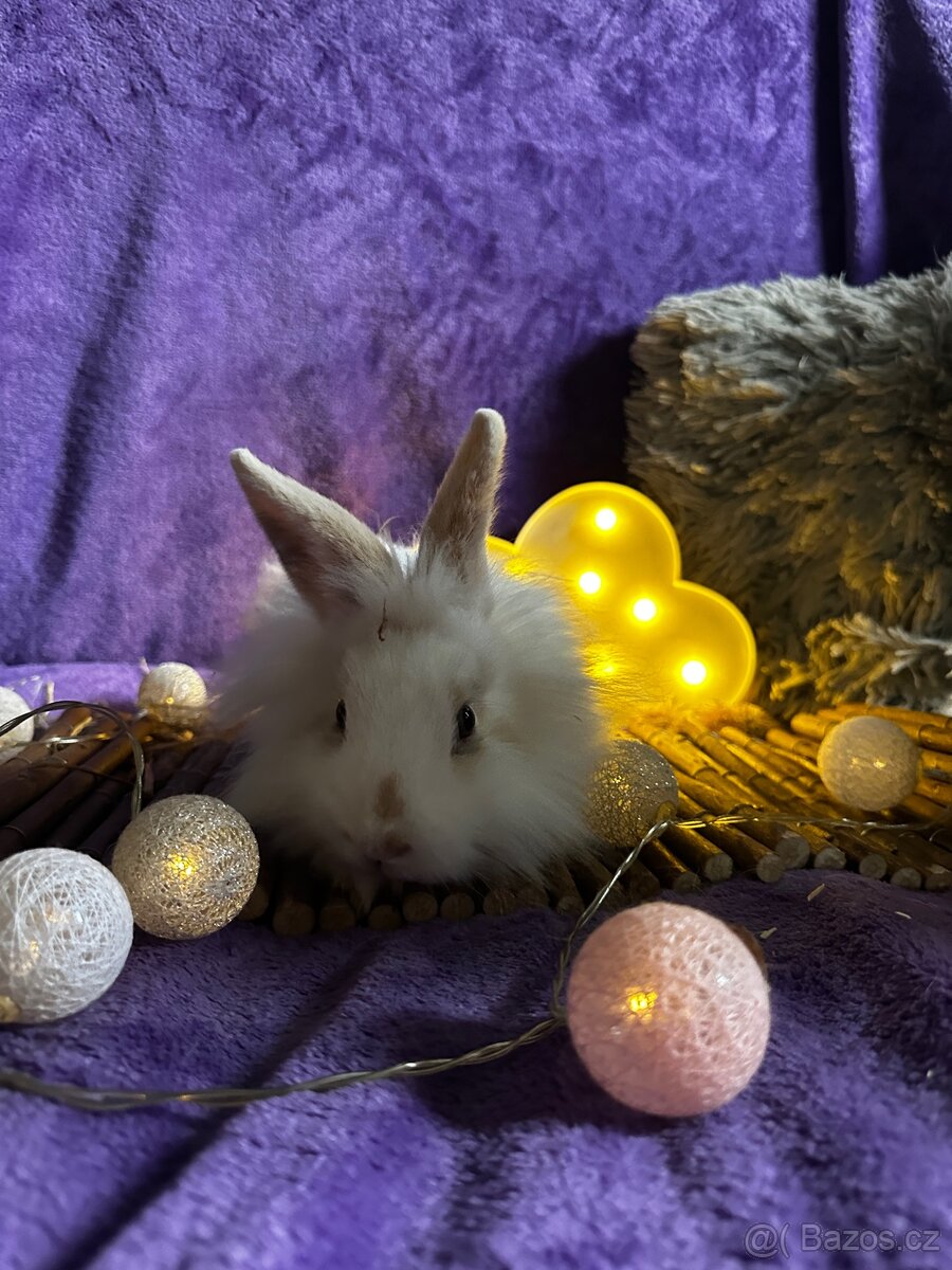 Králíček 🐰 teddy krátkosrstí