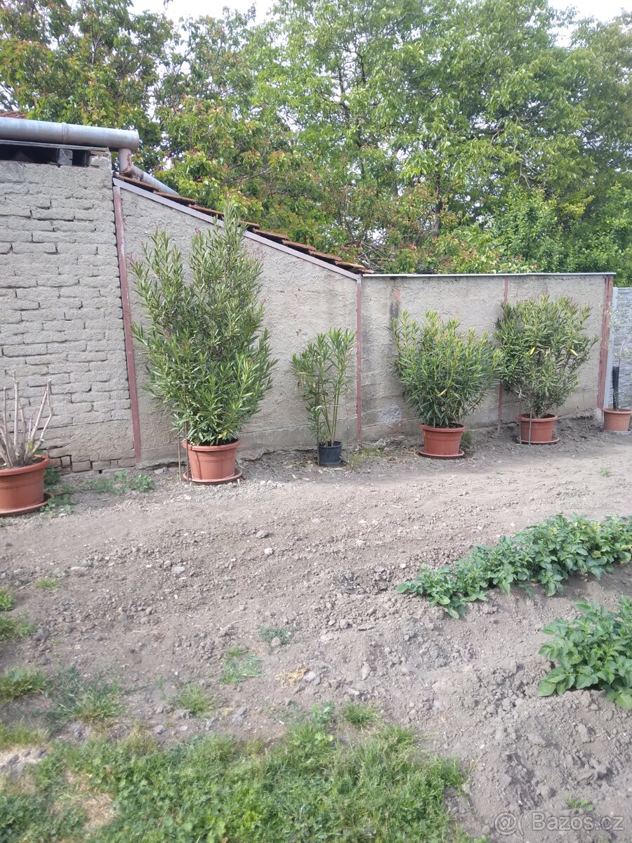 Středomořská vrba - oleandr