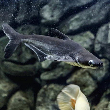 Sumeček žraločí - Pangasius sutchi