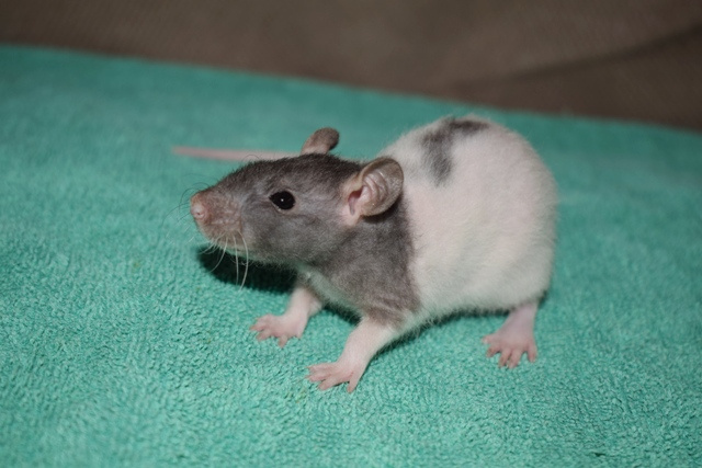 Potkan, potkánek, potkánci - dumbo, fuzz, standard