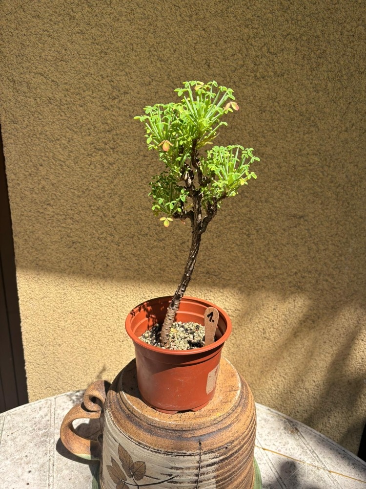 Oxalis peduncularis
