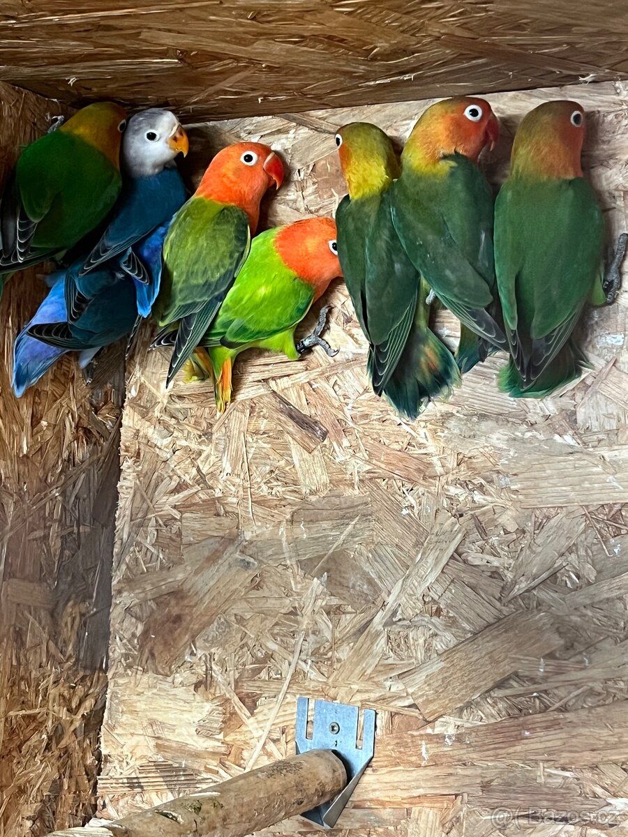 Agapornis fischeri
