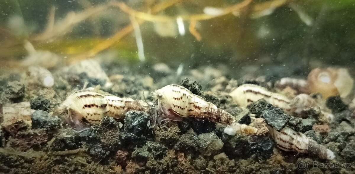 Akvarijní šneci