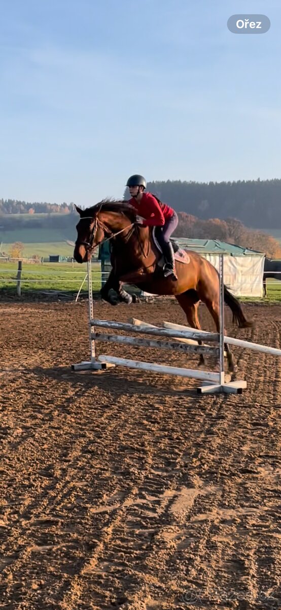 Hodná klisna do hobby sportu nebo rekre