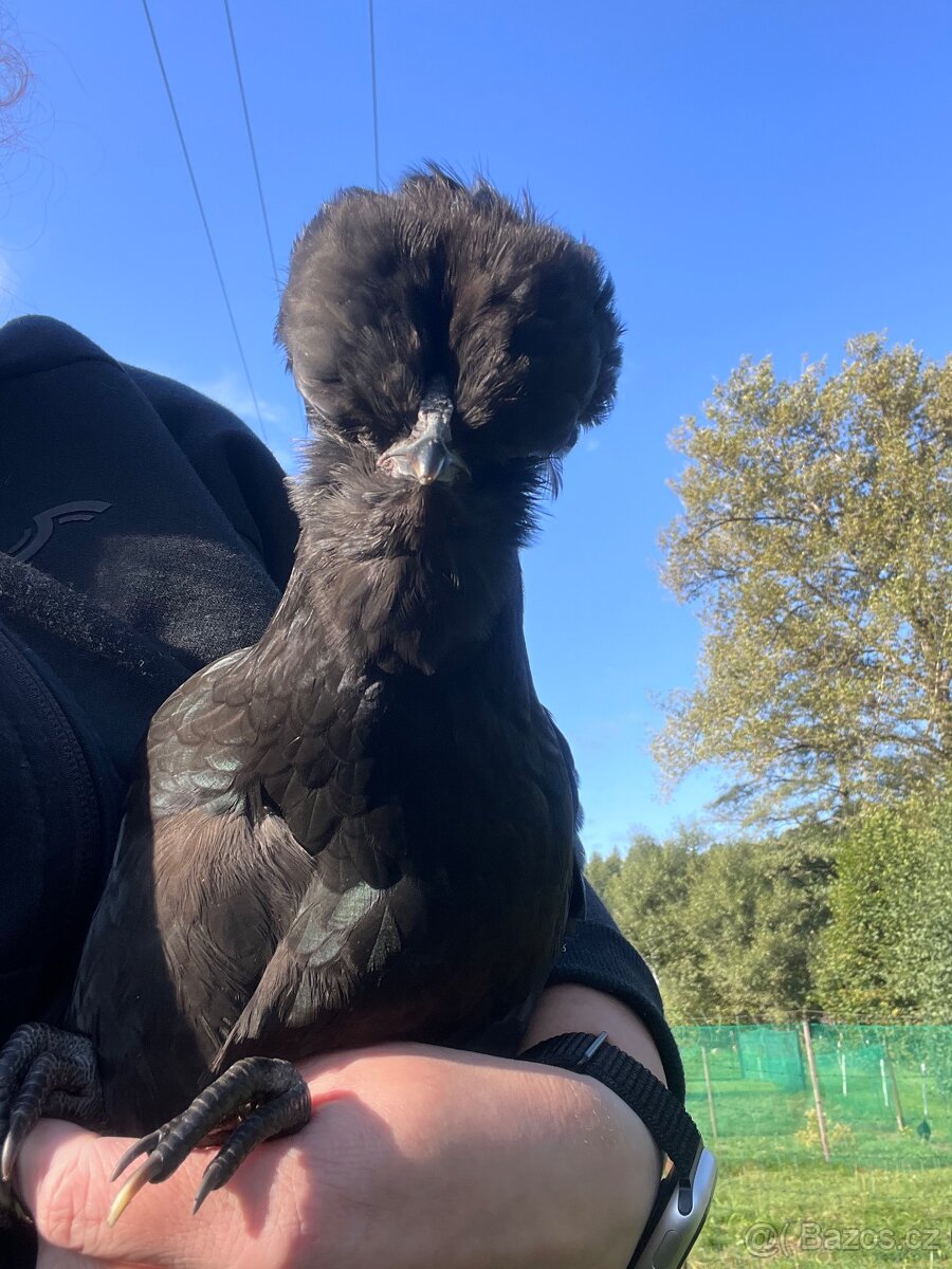 Hedvábnička x holandská chocholatá slepice - pouze slepičky
