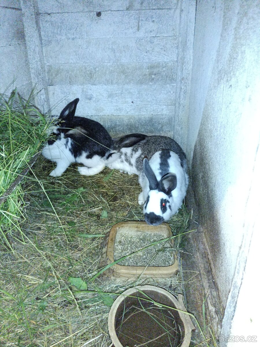 Králíci