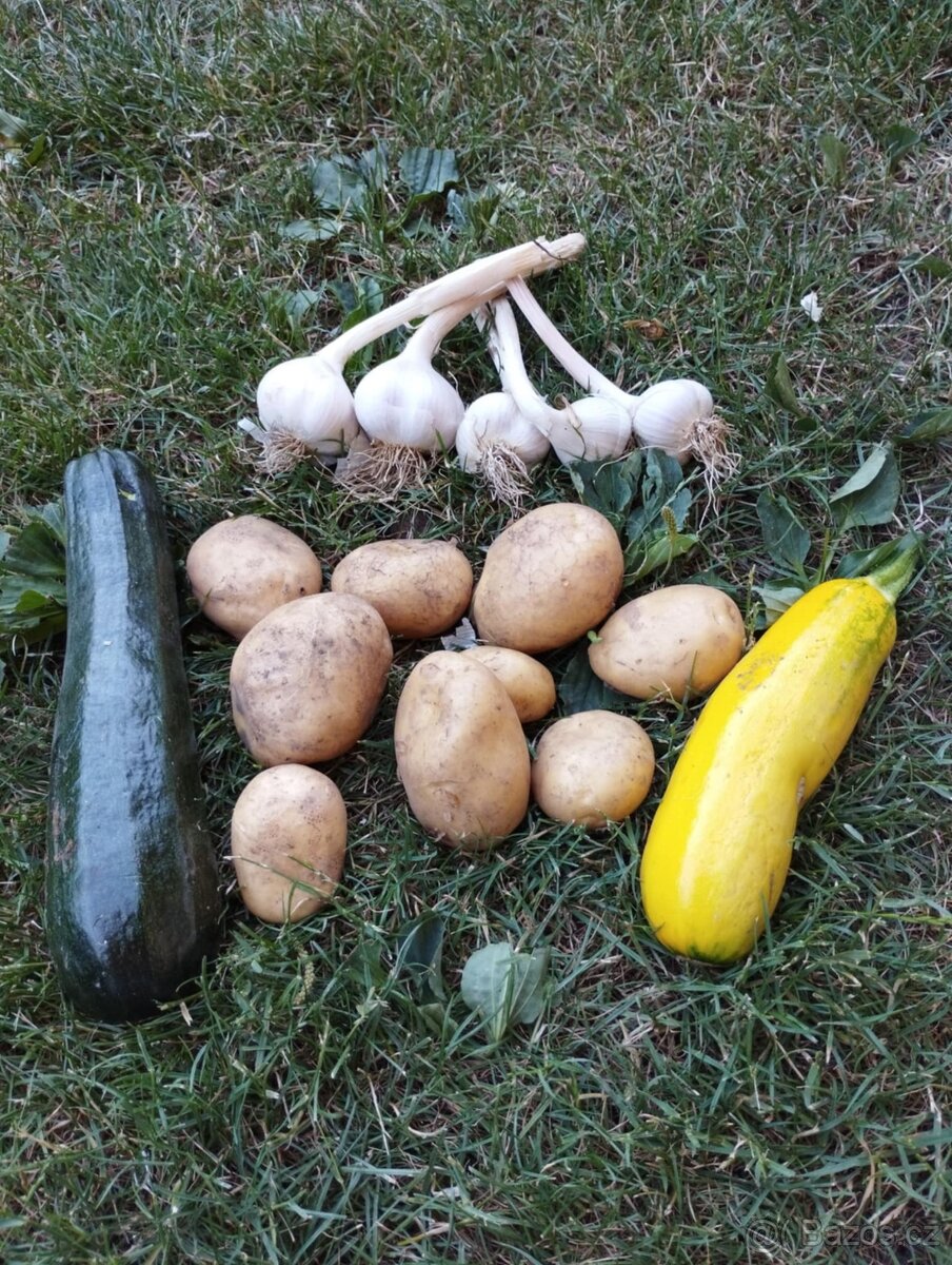 česnek, brambory