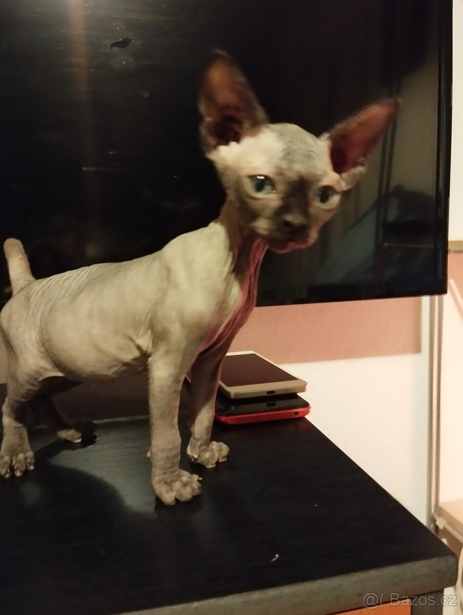 Kocourek kanadský sphynx
