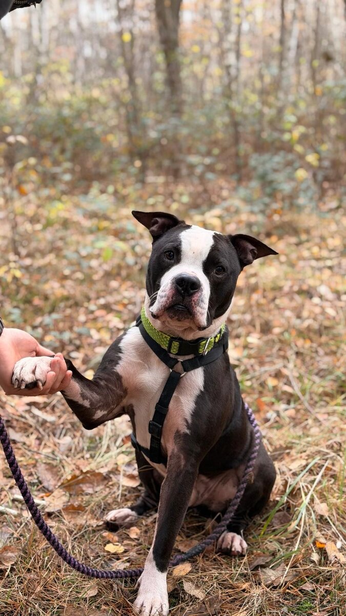 LUCKY K ADOPCI - jemný, přátelský mazel