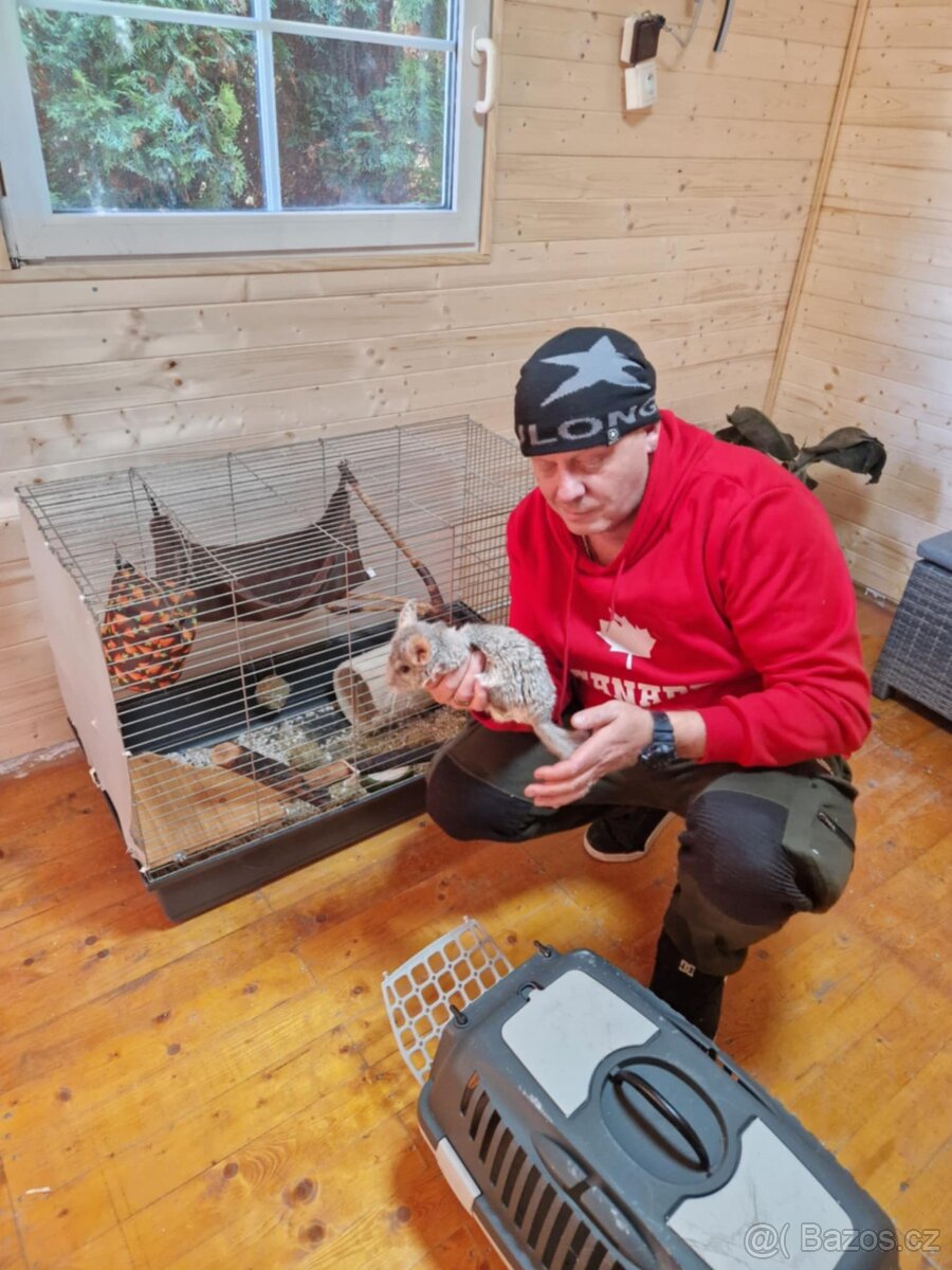 Činčila + vybavení