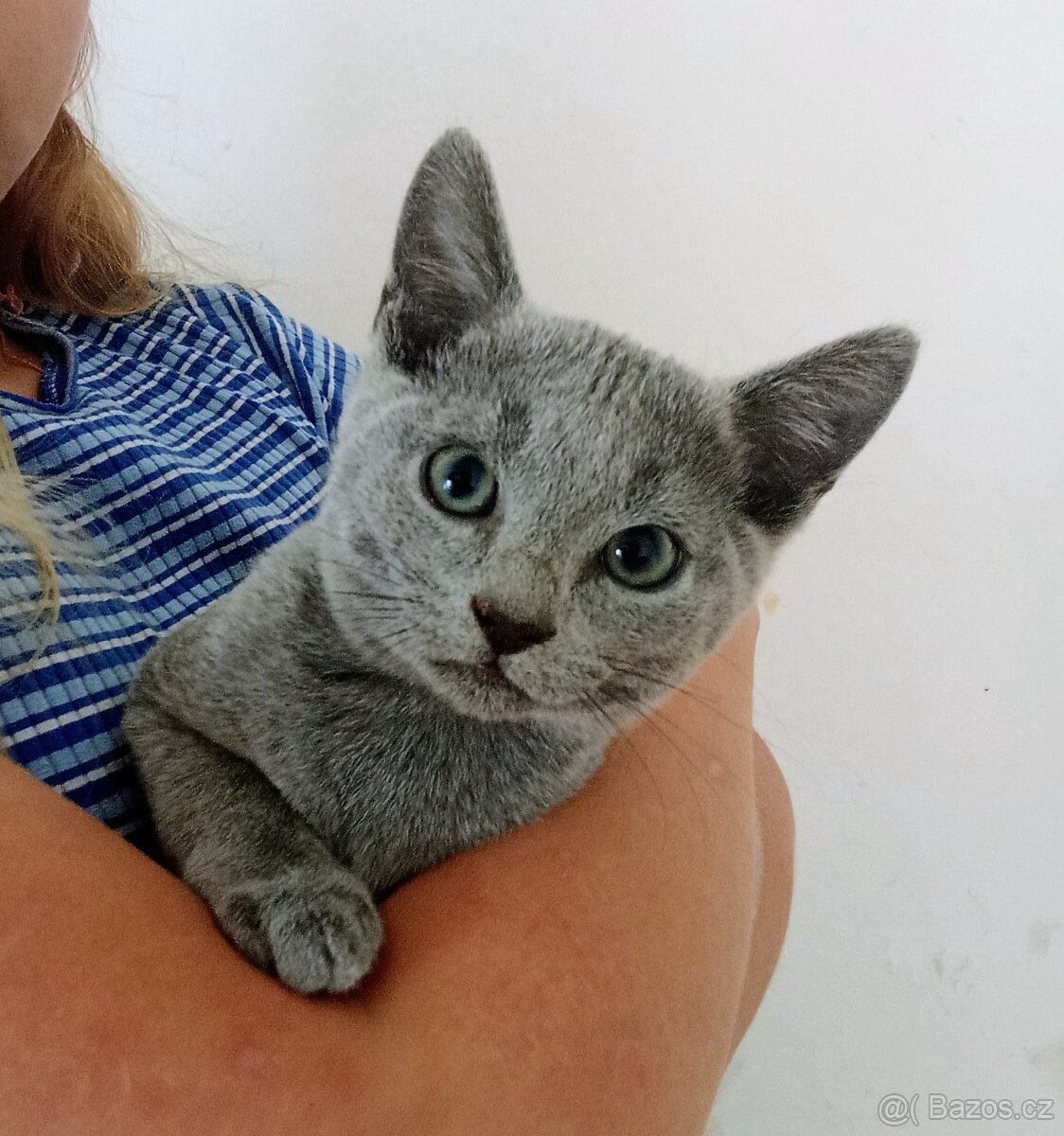 Ruská modrá kočka