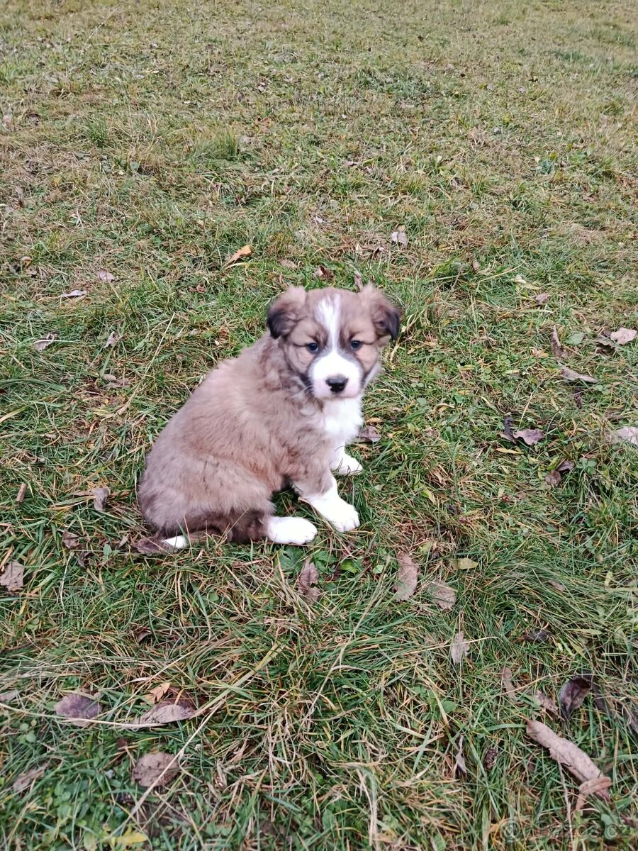 Štěně border kolie