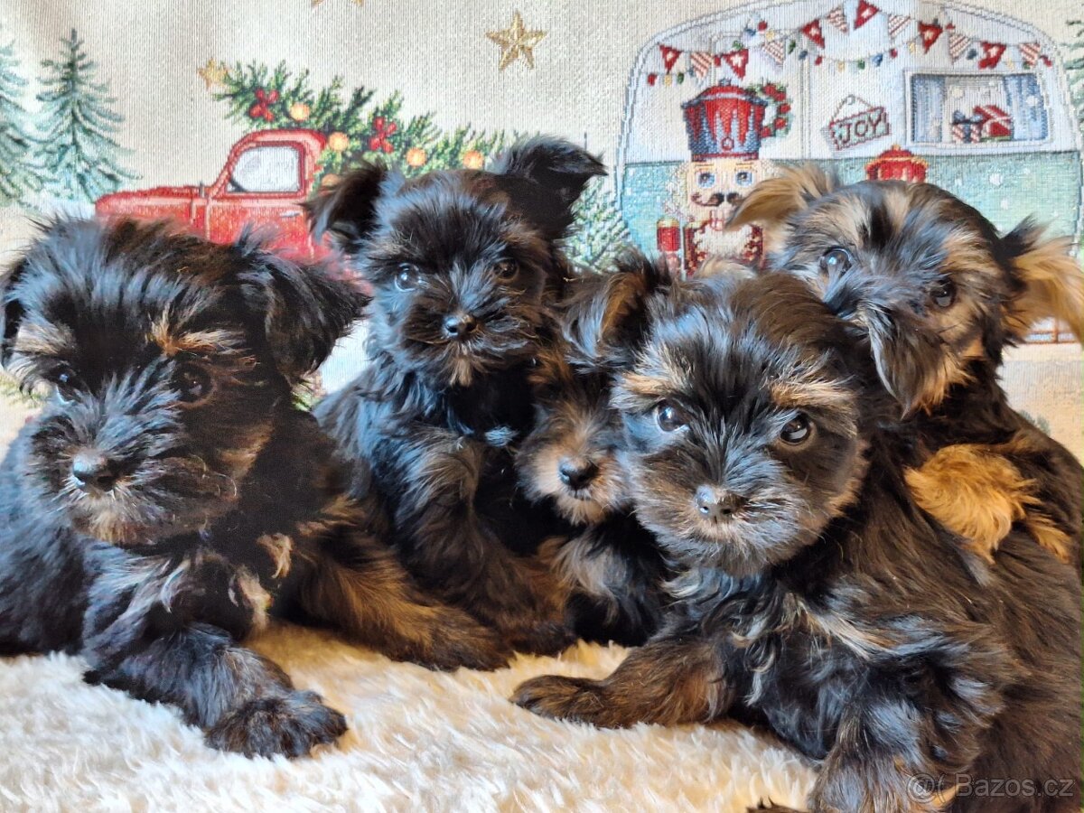 Jorksir,jorksirsky terier