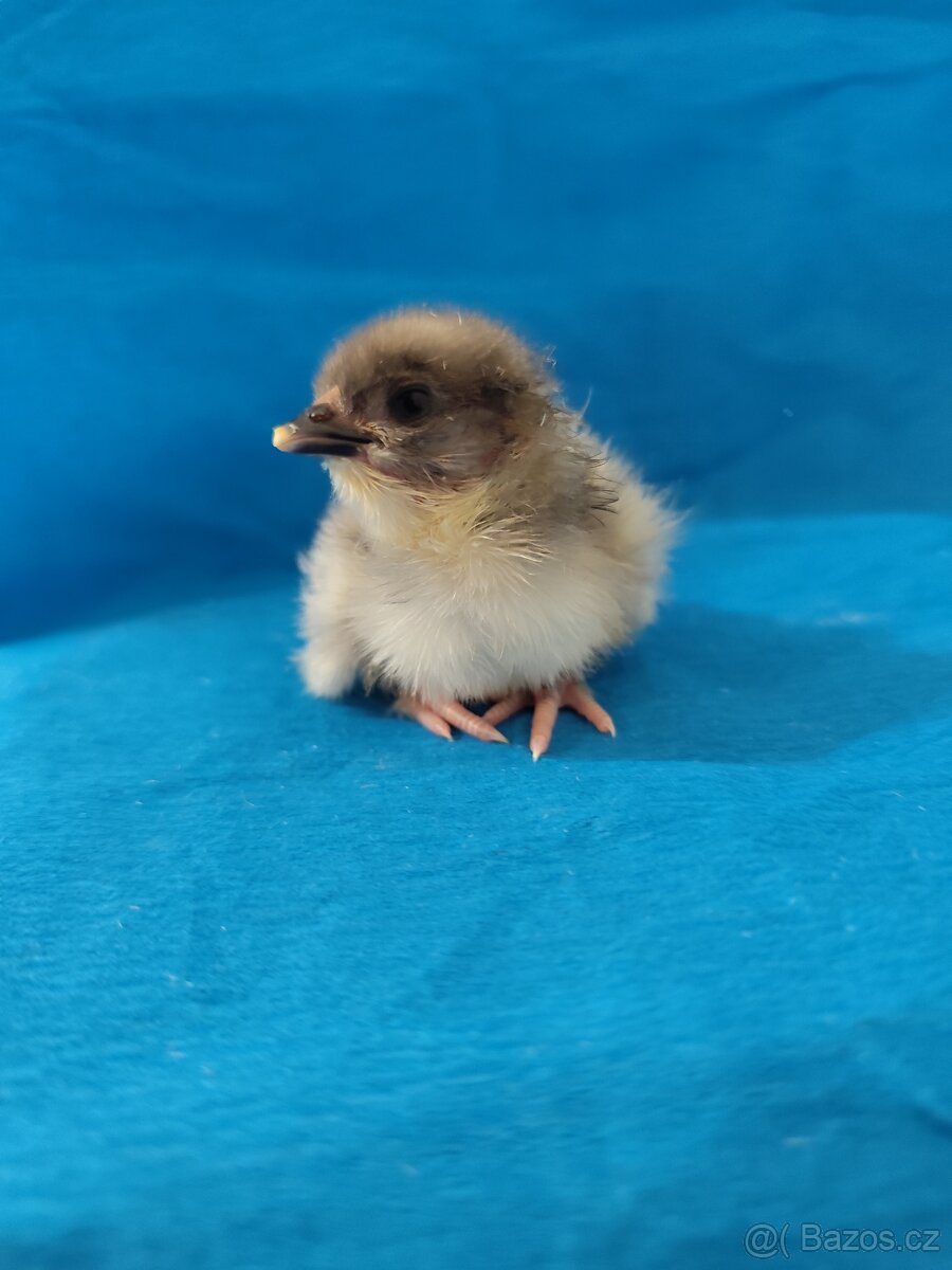 Kuřátka barevná vajíčka