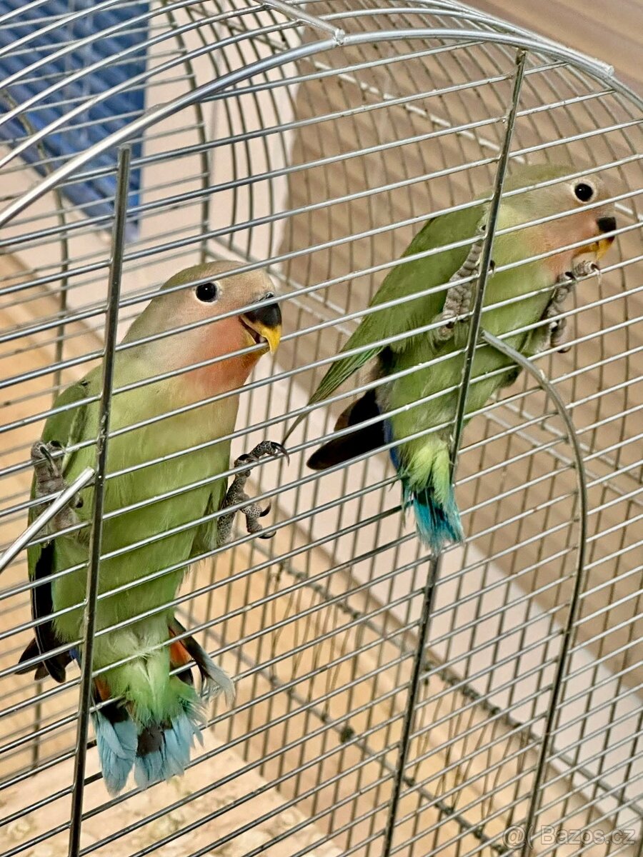 Agapornis růžohrdlý