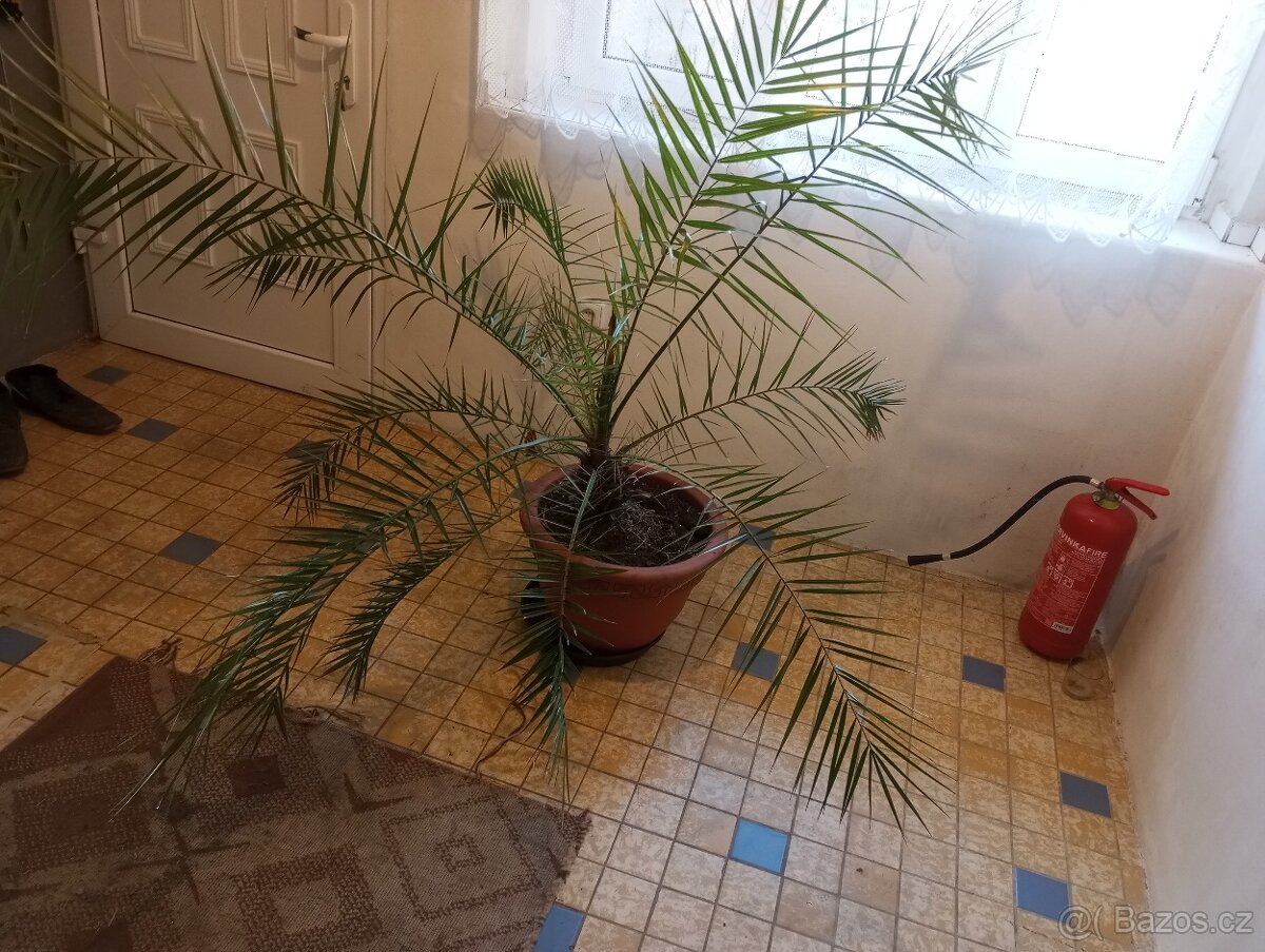 Datlová palma v. 160 cm, šířka 160 cm