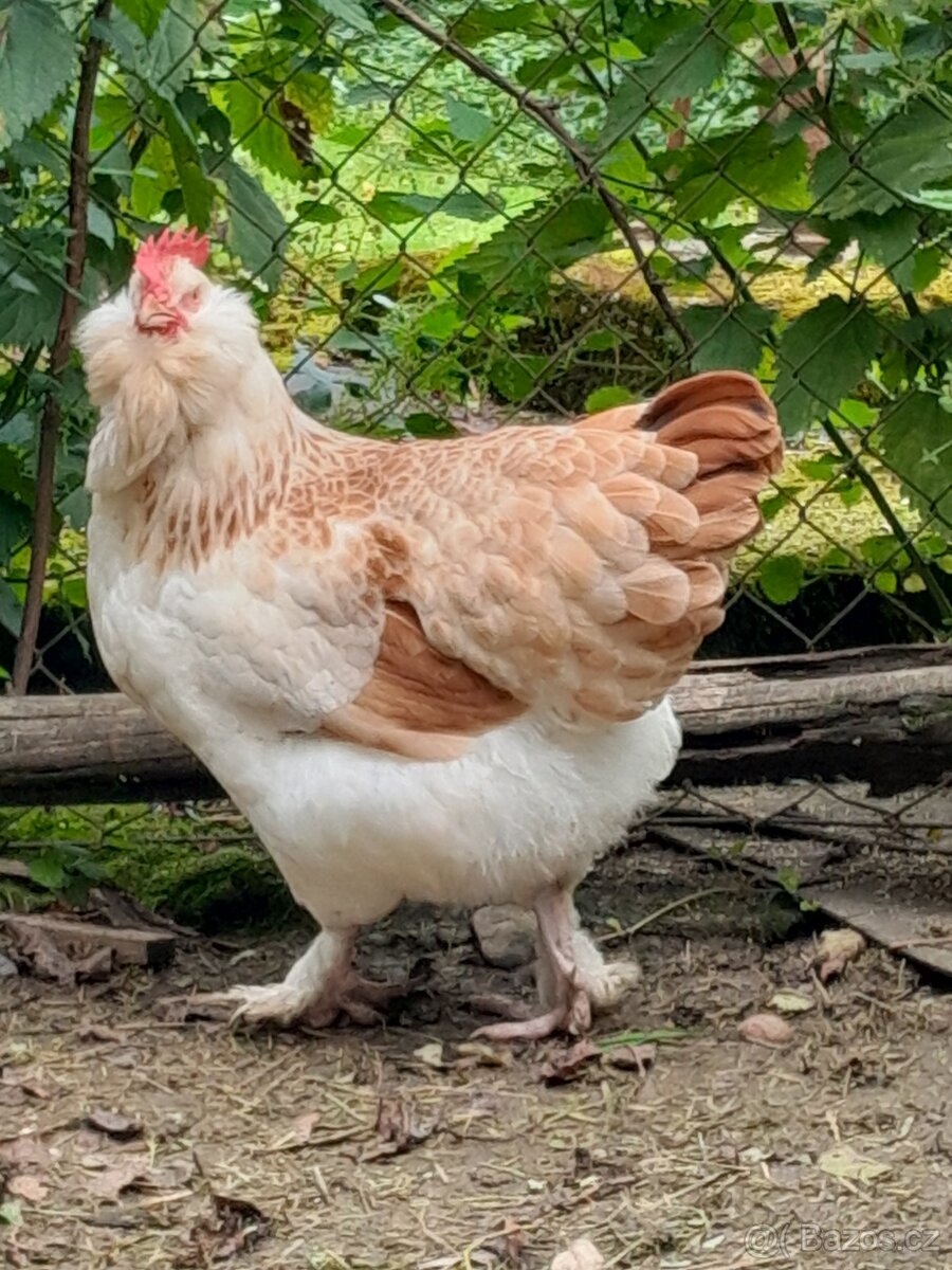 Faverolka lososová velká, maranska měděnokrká