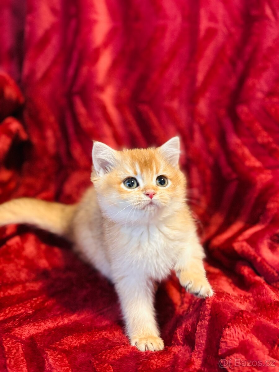 Luxusní zlata britská činčila koťata s PP pro chov