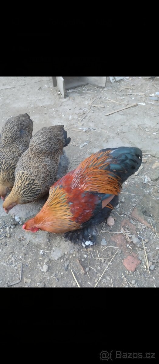 Zdrobnělá Brahmánka kohout