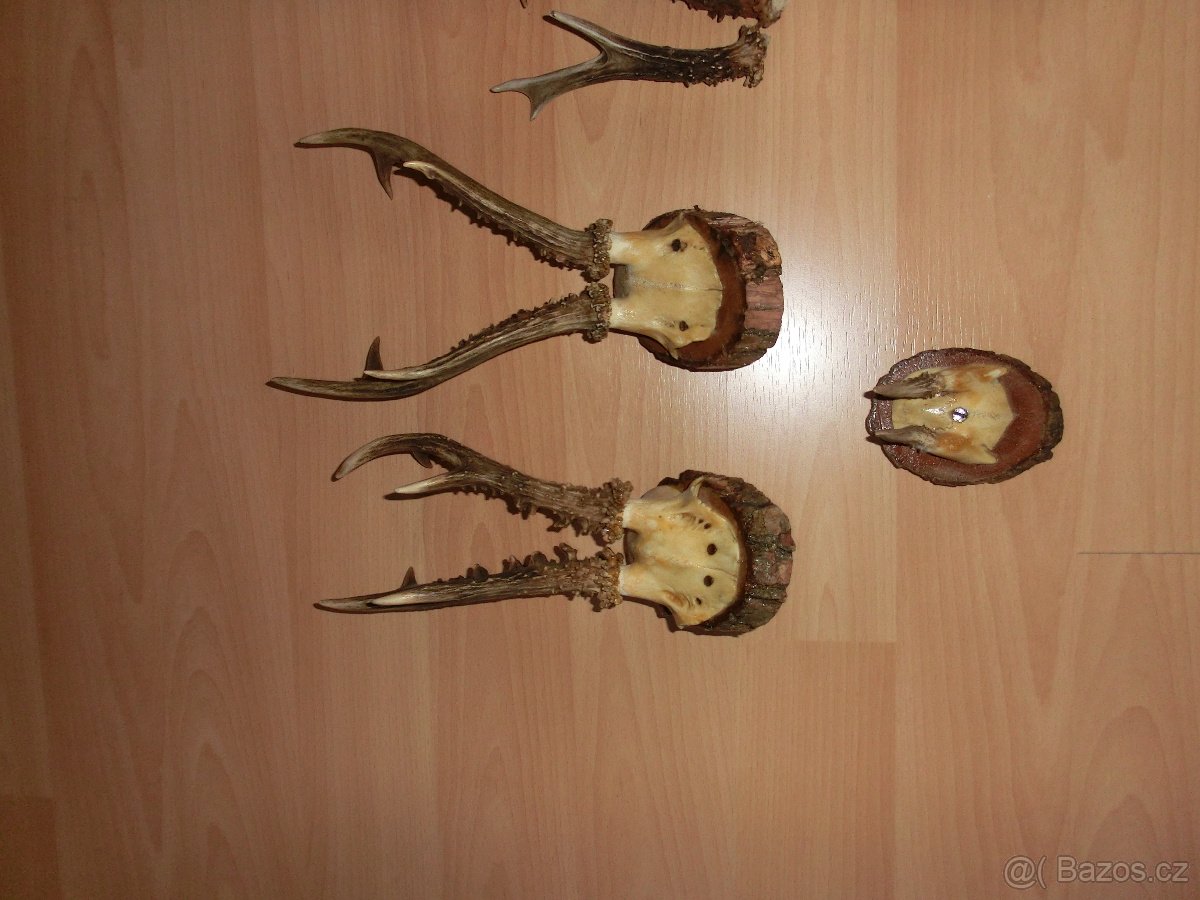 Dekorace - parůžky ,staré z roku cca 1940.