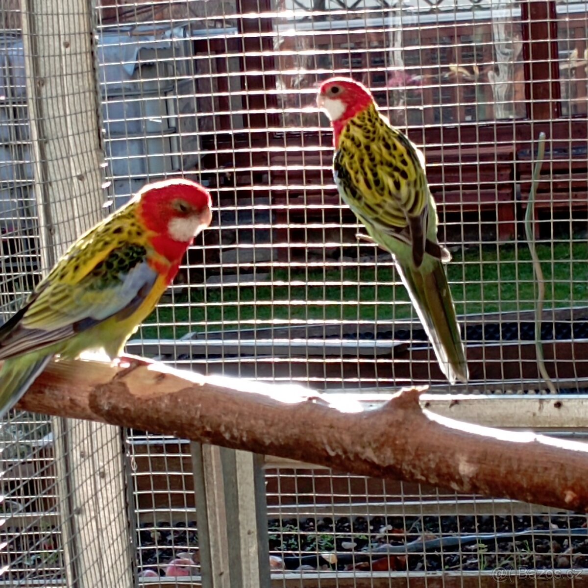 Rosela pestrá nádherná