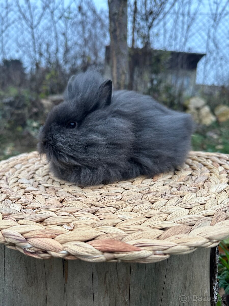 Zakrslý králíček Lvíček