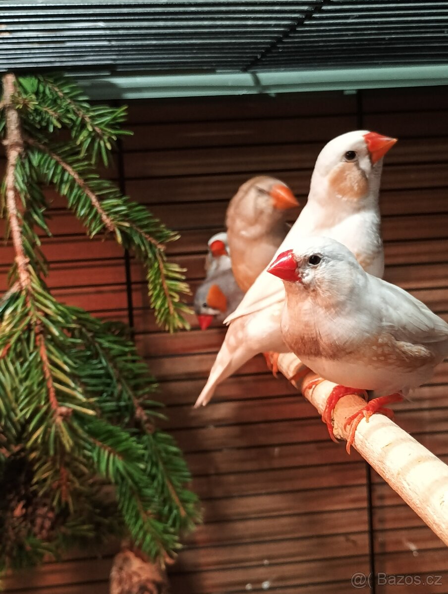 Zebřička pestrá letošní