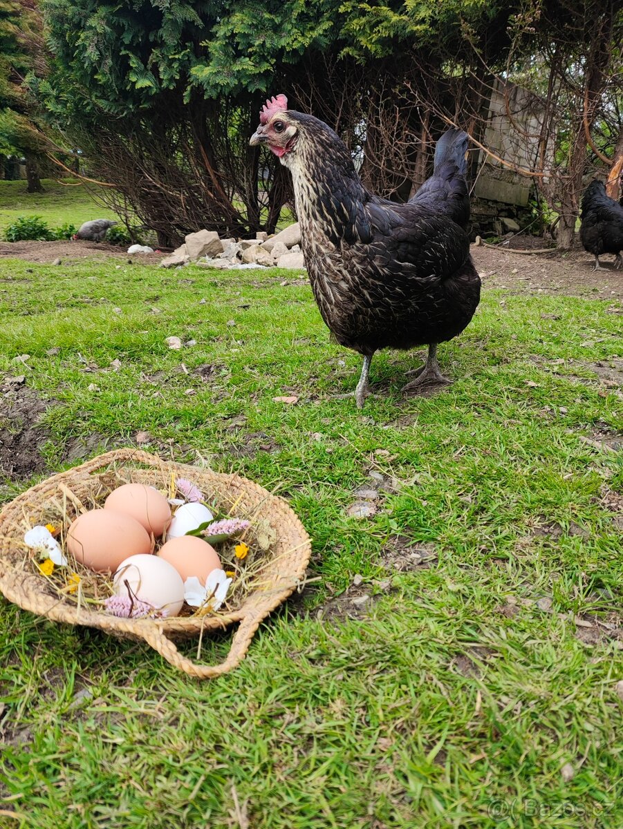 Domácí vajíčka