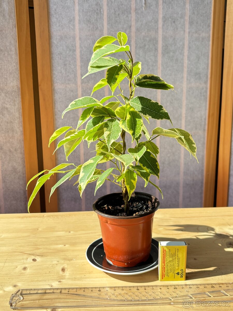 Fíkus, Ficus benjamina, Golden King,Twilight, březový fík