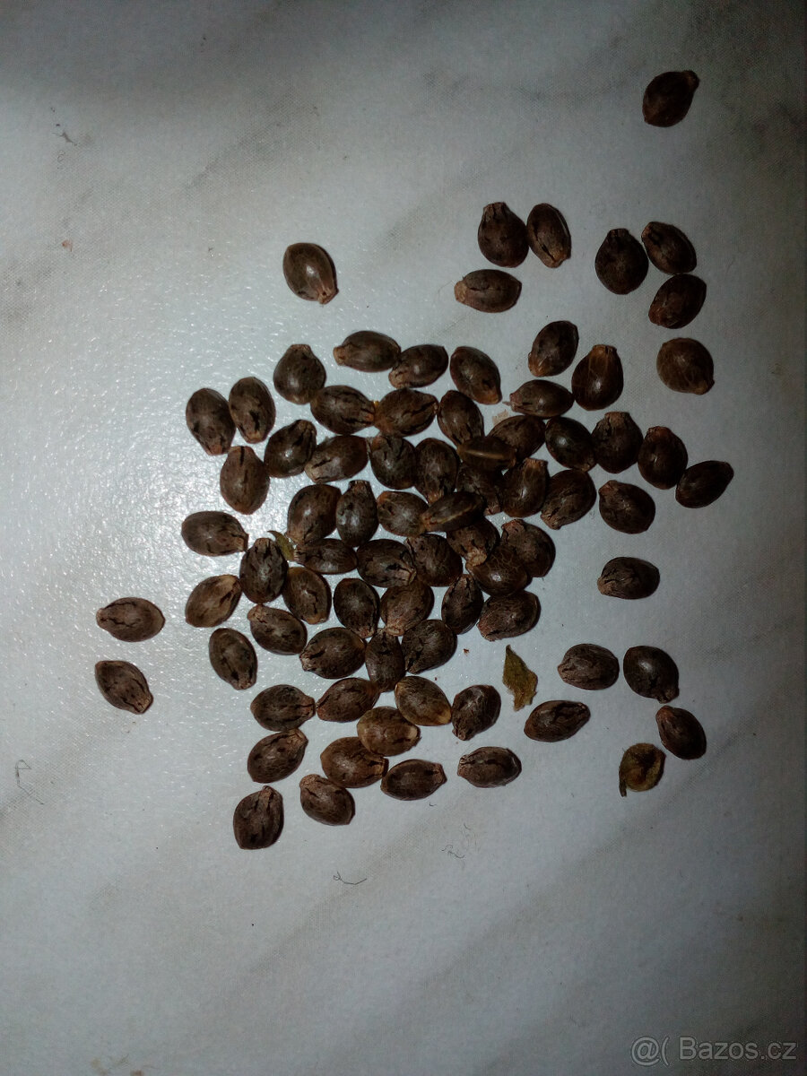 Konopná semínka CBD+další kanabinoidy