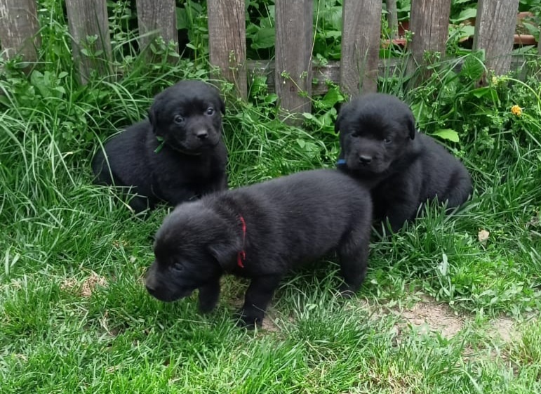 Labrador štěňata bez PP