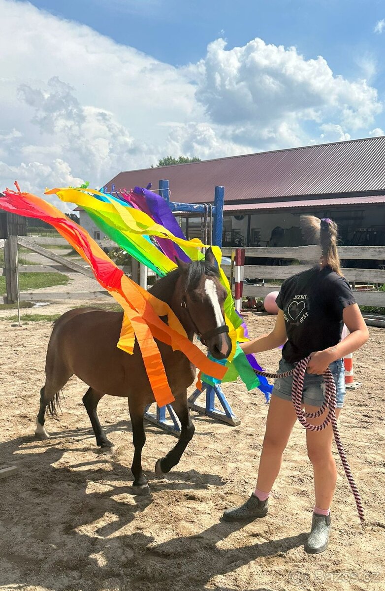 Pony klisna WPBR